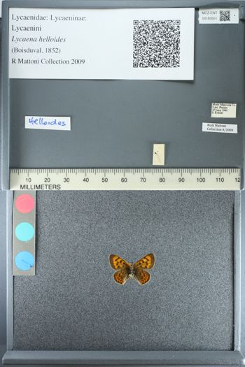 Media type: image;   Entomology 183551